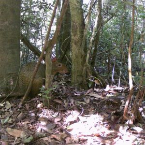 Reserva Natural Margay. Foto: Instagram/ margaylodge.