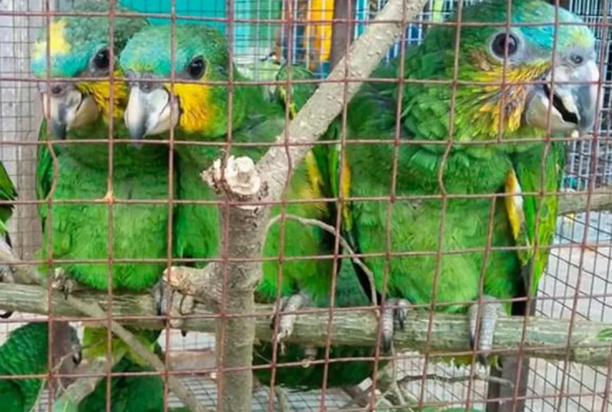 Another case of wildlife trafficking: painting parrots with chemicals. (Photo: archive).