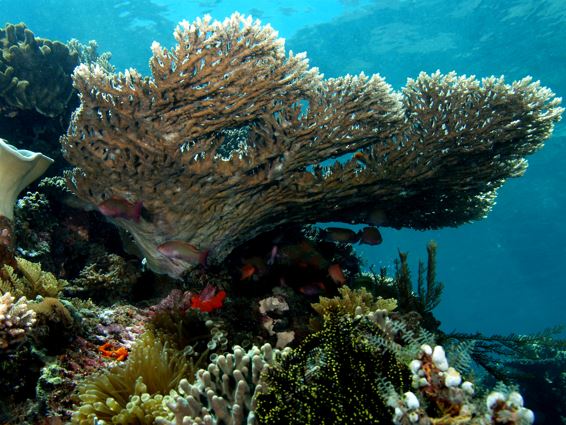 Las maravillas en el triángulo de coral.