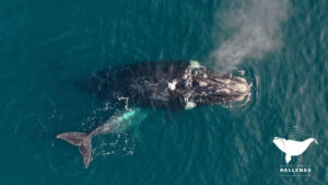 Monitoreo de ballenas francas.