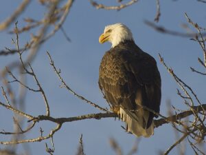 El águila calva, ave oficial de Estados Unidos. Foto: Wikipedia.