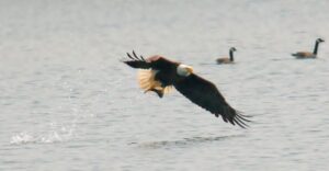 Esta ave estuvo a punto de la extinción años atrás. Foto: Wikipedia.