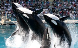 Explotación de orcas en espectáculo en el parque marino de Francia