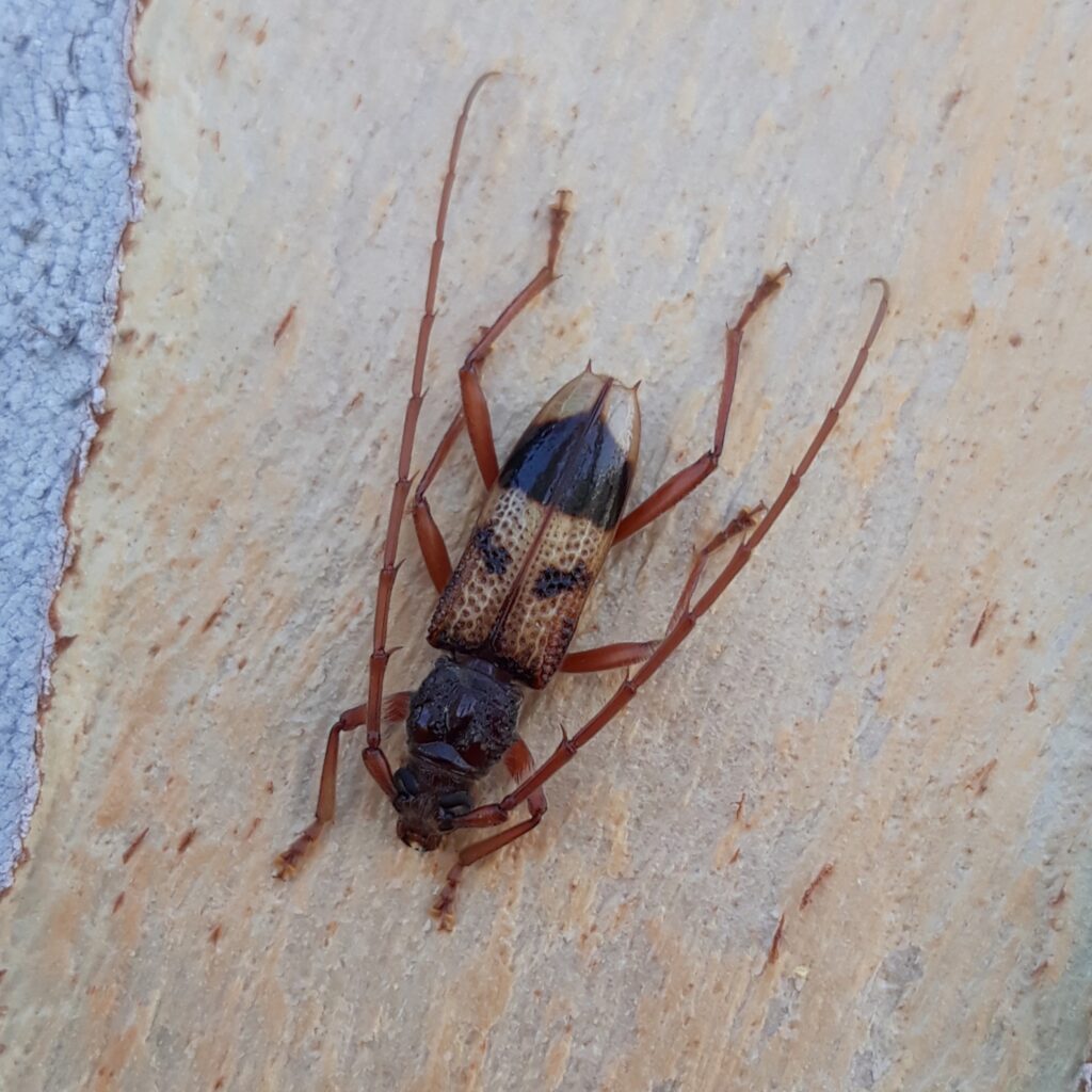 The invasive beetle in Bolivia.