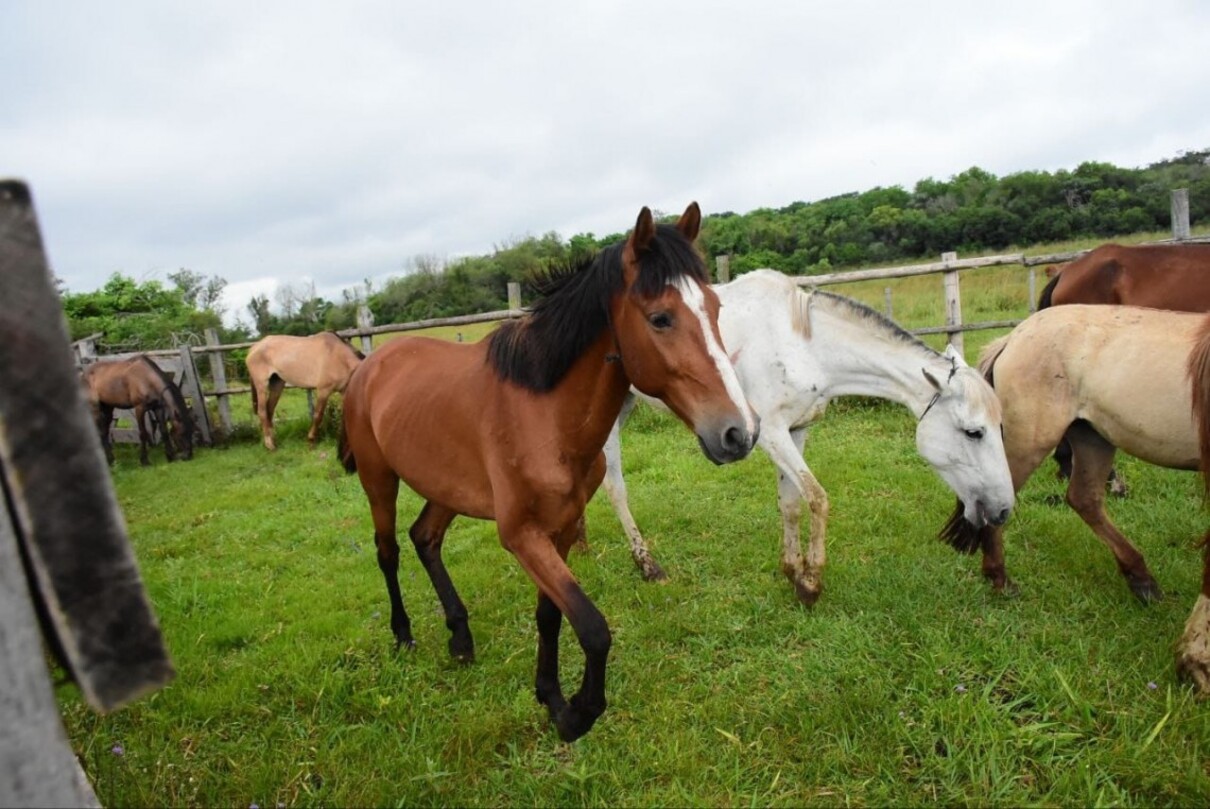 cavalos