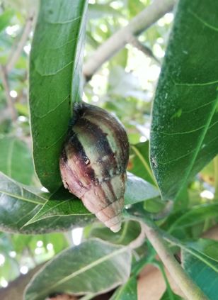 Cómo es el caracol gigante africano.