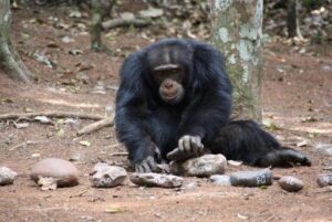 comportamiento de los chimpancés