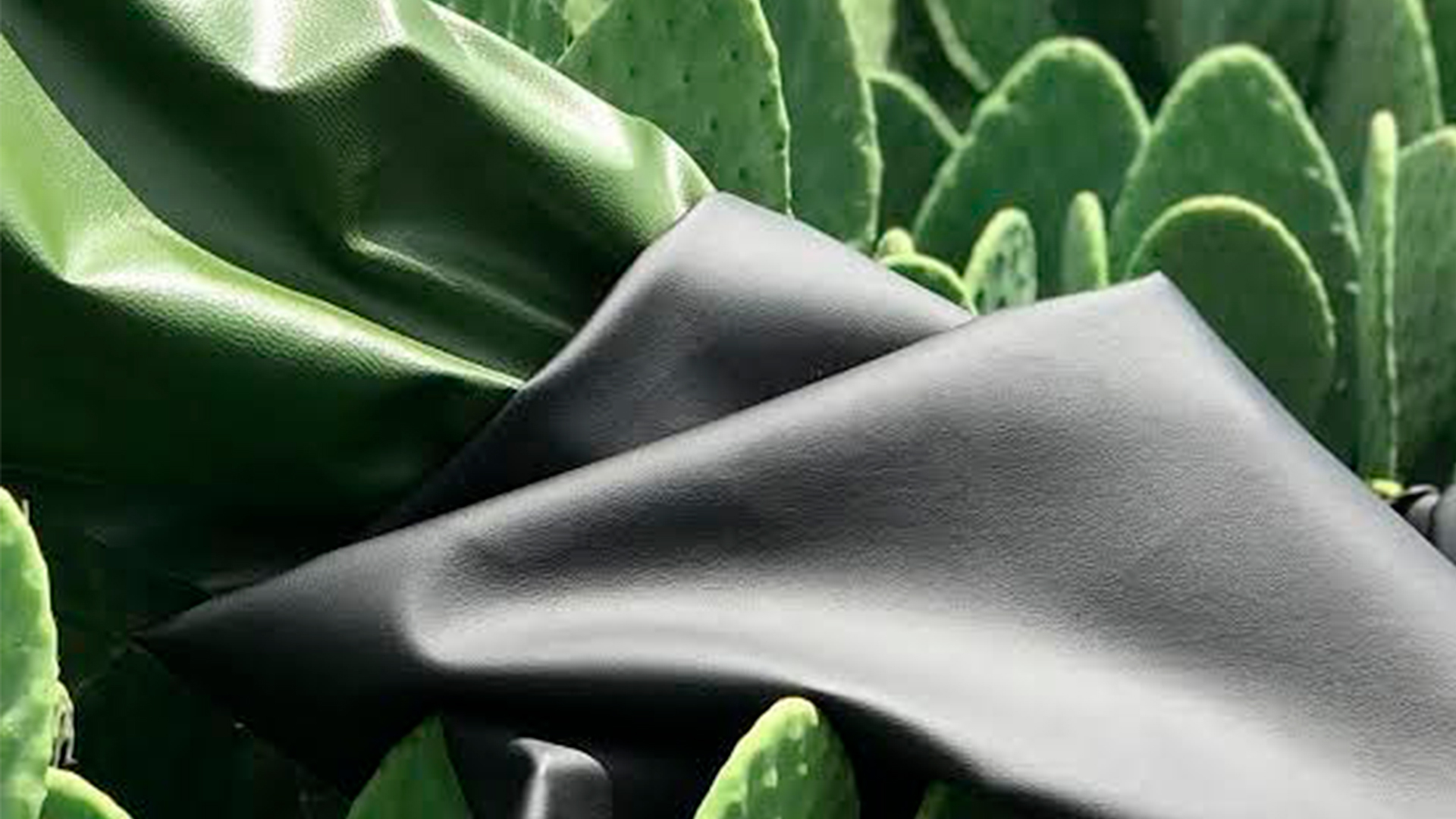 As plantas mais utilizadas na produção de couro vegano. - Noticias ...