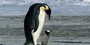 La marcha de los pingüinos. Foto: Redes sociales.