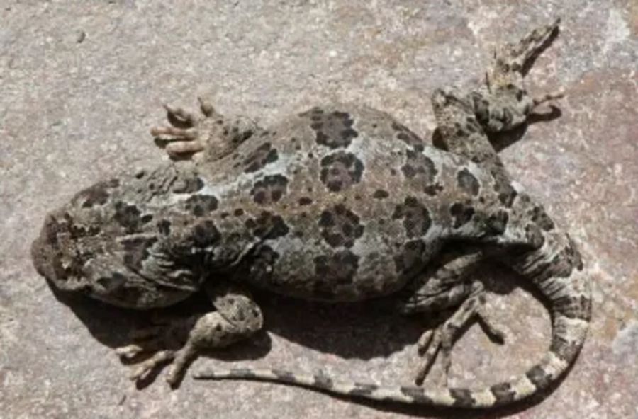 Lagarto vulcano.