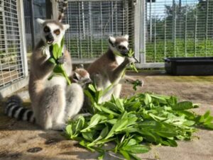 Ring-tailed lemurs devour their food