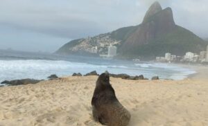 Lobo marino antártico en Ipanema. Foto: Redes sociales.