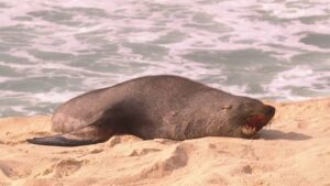 Lobo marino en Ipanema. Foto: Redes sociales.