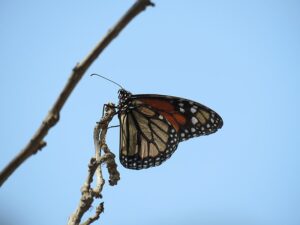 EE.UU propone incluir a esta mariposa en la lista de especies en extinción. Foto: Wikipedia.