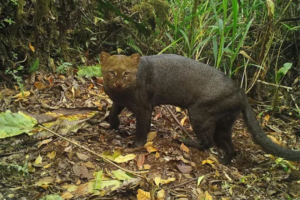 Nuevas especies descubiertas en la Amazonía peruana.