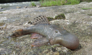 Nueva especie de pez encontrada en la Amazonía peruana. Foto: Redes sociales.
