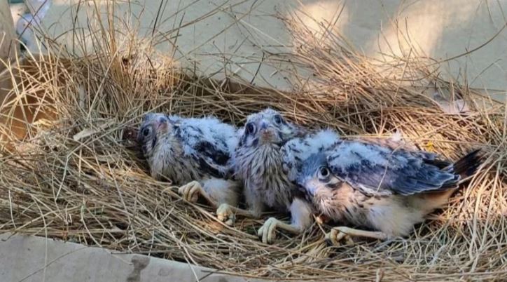 Os filhotes de falcão resgatados em San Juan.