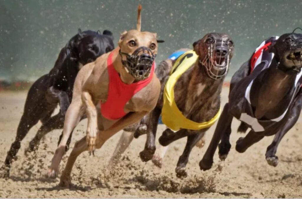 Prohibirá las carreras de galgos