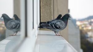 protege a las aves