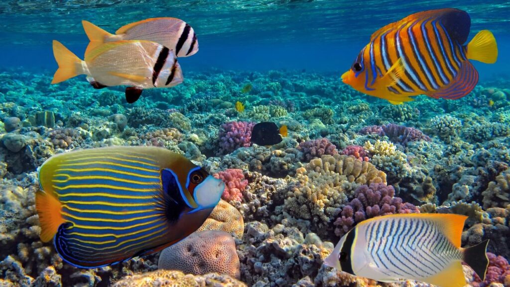 proteger la biodiversidad del planeta