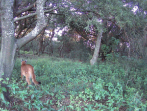 O primeiro registro da puma concolor em Santa Fe. Foto: Sociedade Argentina para o Estudo dos Mamíferos.