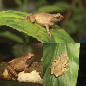 Raorchestes kempiae, rediscovered frog species. Photo: Researchgate.