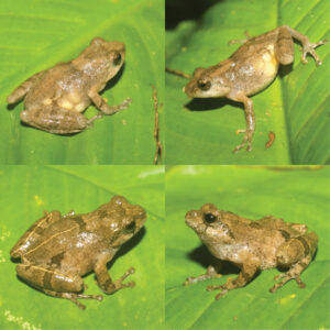Raorchestes asakgrensis, new species discovered in the expedition. Photo: ResearchGate.