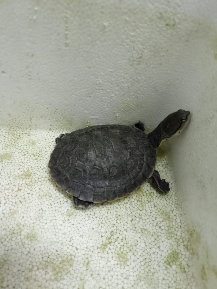 Tráfico de fauna en Mendoza: los animales rescatados.