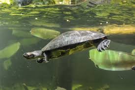 Tortuga. Foto: Freepik.