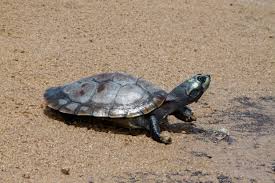 Alarmante descenso de nacimientos de tortugas en la Amazonía. Foto: Wikipedia.