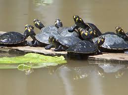 En el último año disminuyeron los nacimientos de tortuga charapa. Foto: WCS Ecuador.