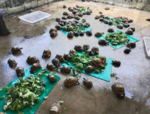 Turtles rescued in Thailand are taken care of by authorities before being sent to Madagascar