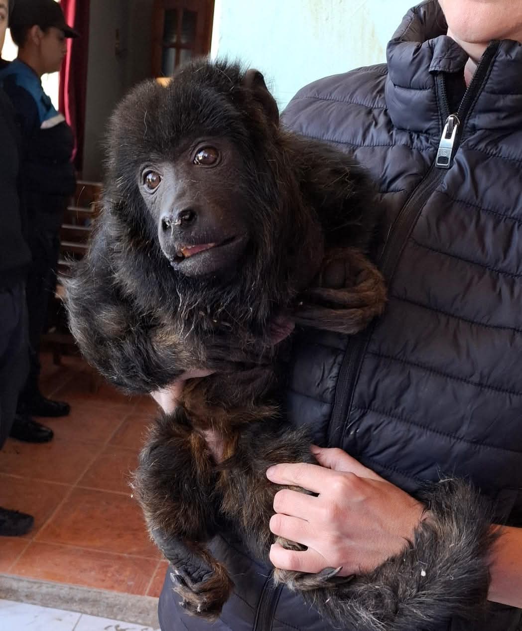 Yeico, el mono carayá rescatado en Santa Cruz.