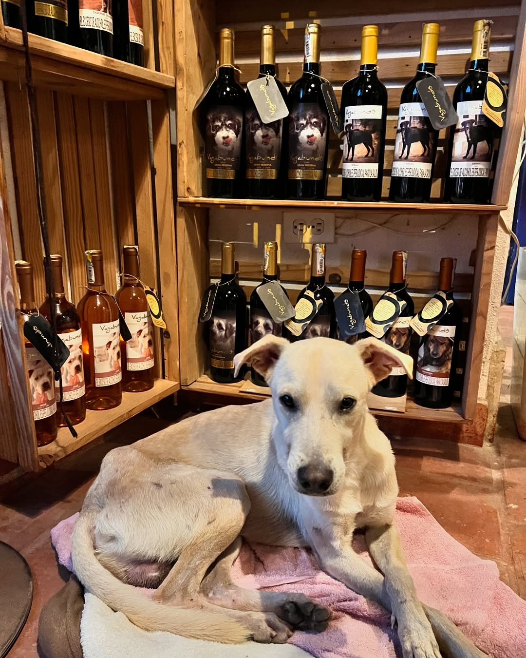 Venden vinos para ayudar a los perros de la calle. (Foto: Instagram- vagabundowines).