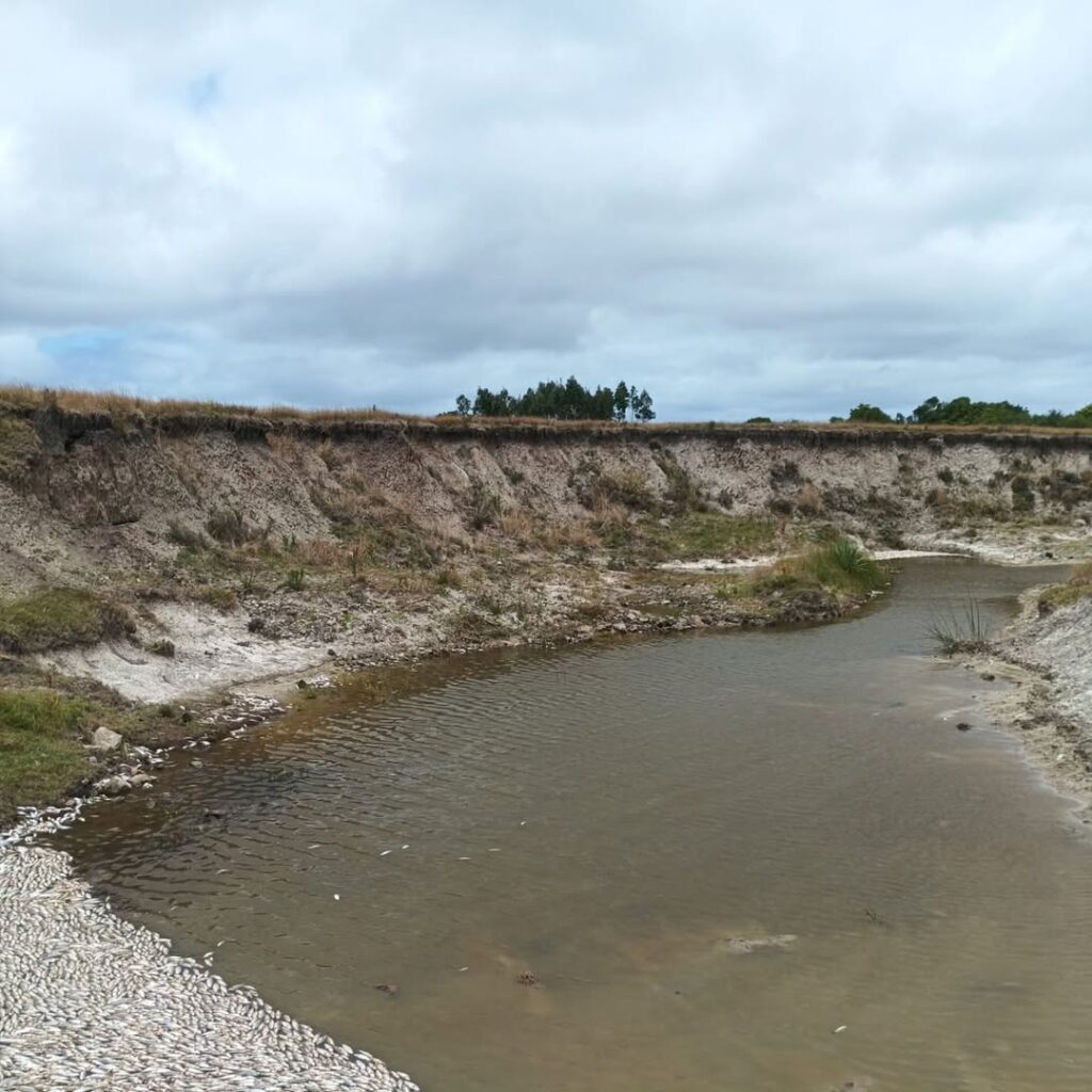 Investigam a morte em massa de peixes no Uruguai.