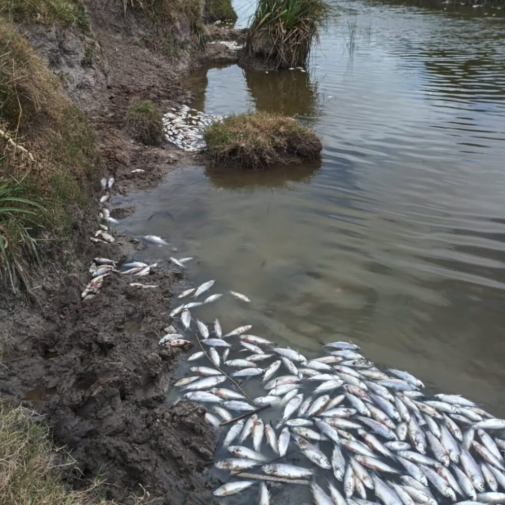 Preocupa la aparición de peces muertos en Rocha, Uruguay. (Foto: Ambiente Rocha).