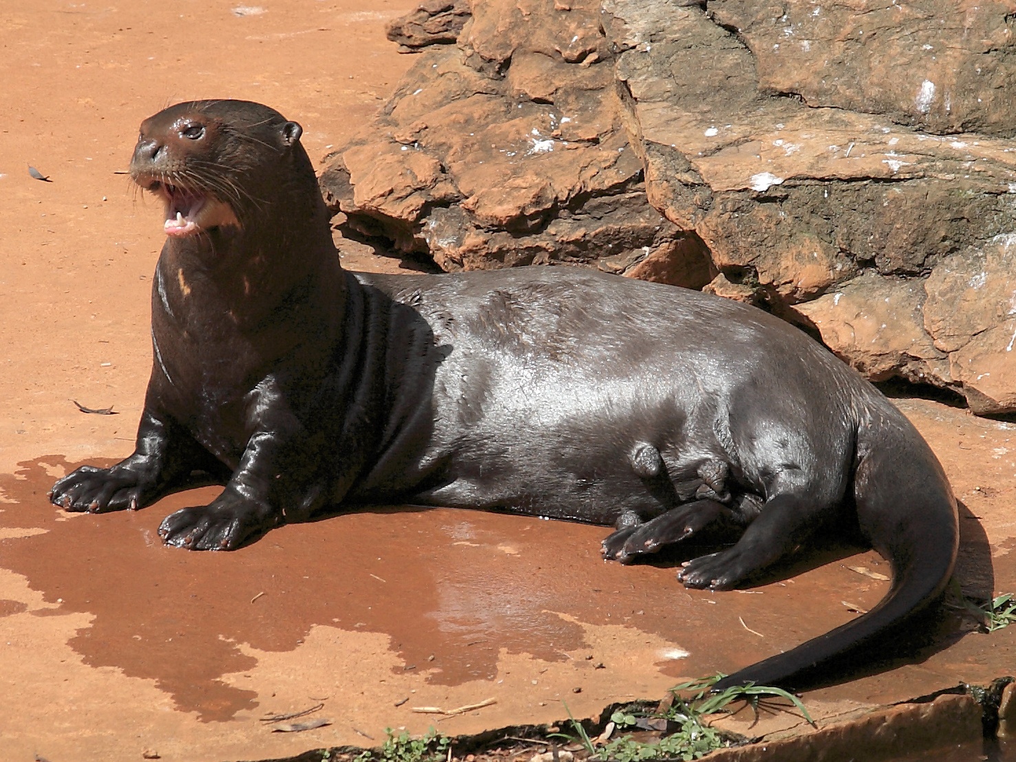 Assim é a lontra gigante da Argentina.