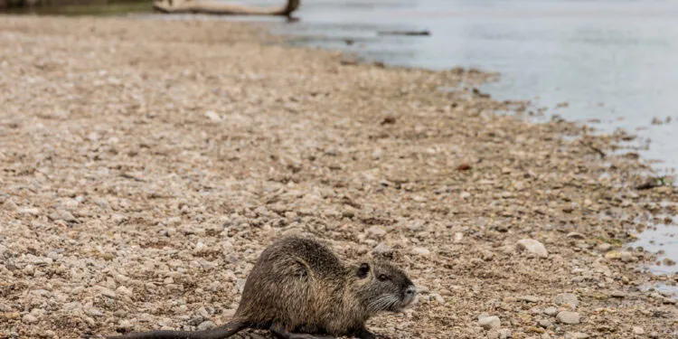 48 animales silvestres recuperaron su libertad en Córdoba. Foto: Diario Norte.