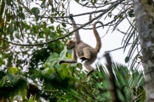 Gran biodiversidad de monos en Brasil