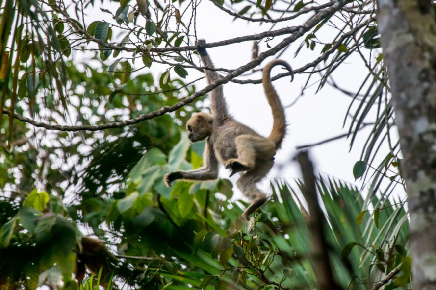 Gran biodiversidad de monos en Brasil