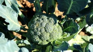 Brócoli ecológico. Foto: Pixabay.