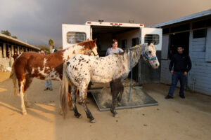 Resgate de cavalos nos incêndios em Los Angeles. Foto: Reuters.