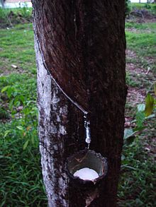 How is rubber obtained?. Photo: Wikipedia.