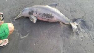 Delfin Franciscana, maltrato animal en Mar del Tuyú