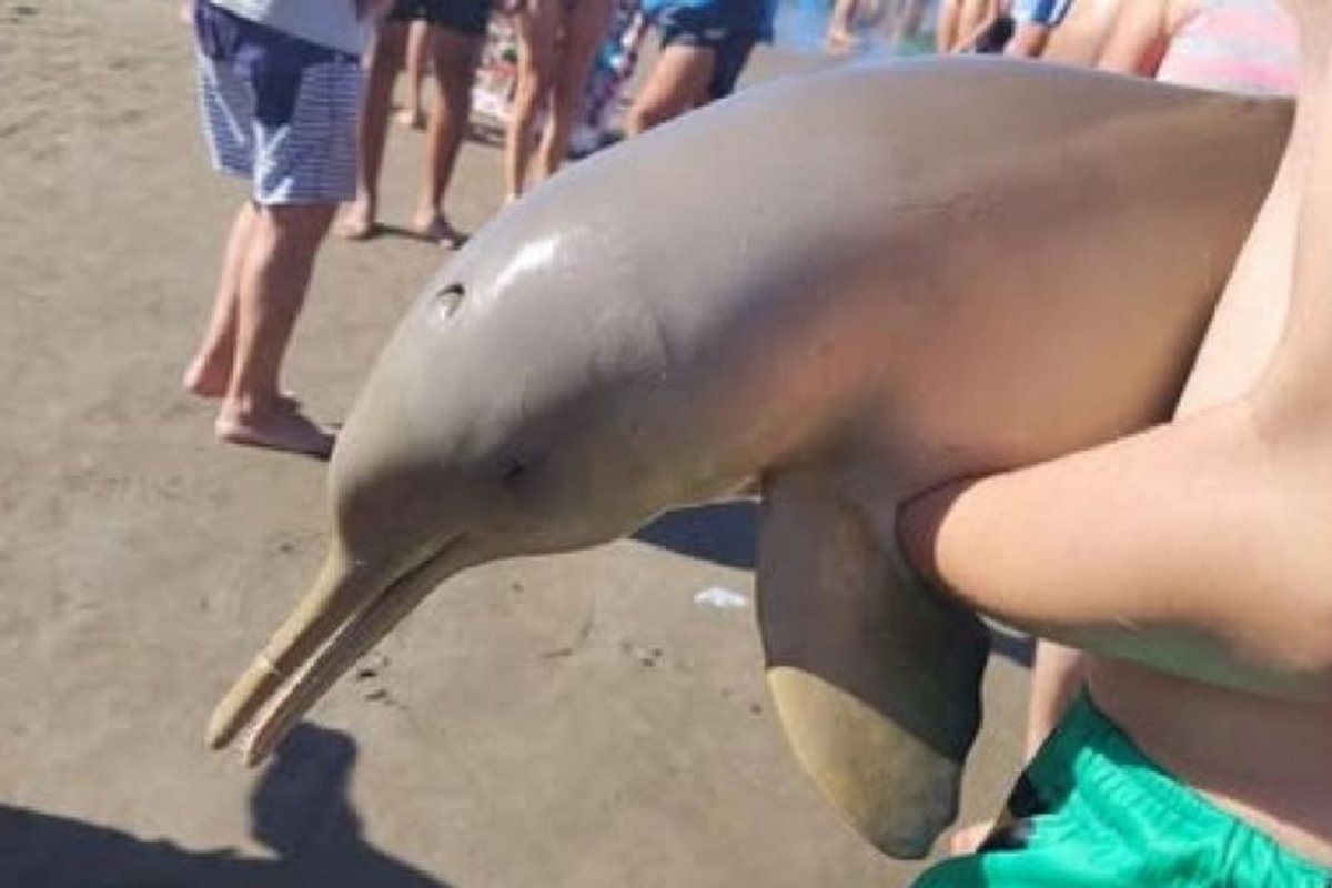 delfin franciscana