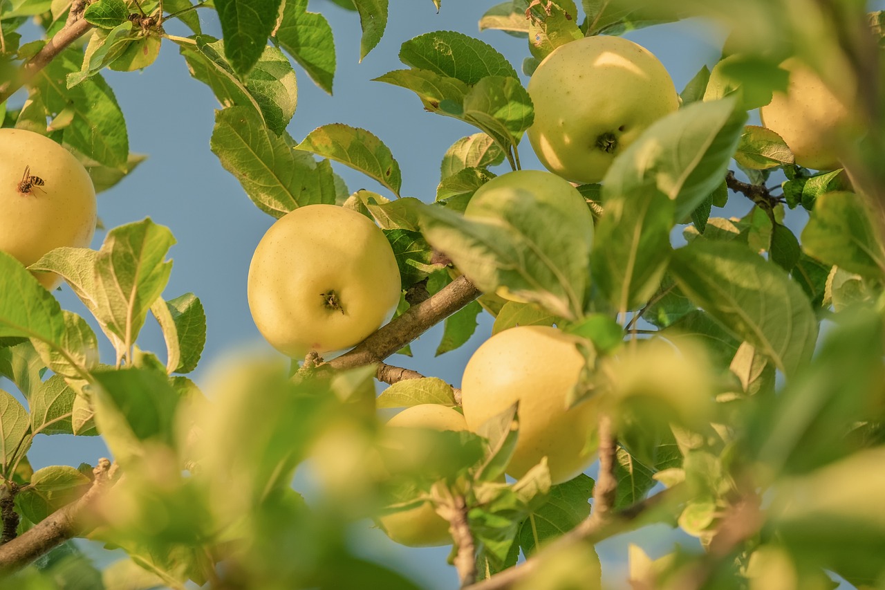 The nutritional richness of apples.