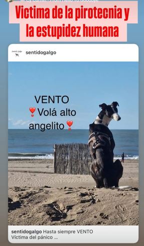 Um galgo morreu devido aos fogos de artifício.