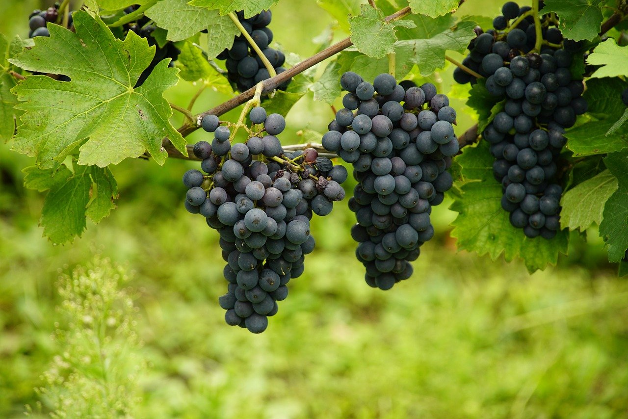 La harina de uva.