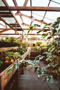 Uso de pesticidas en invernaderos. Foto: Unsplash.