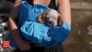 The task of removing the lifeless animals